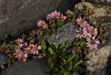 Waldheimia tridactylites. Цветущие растения (листья на переднем плане - от другого растения). Алтай, Южно-Чуйский хребет, река Талтура. 28.06.2010.