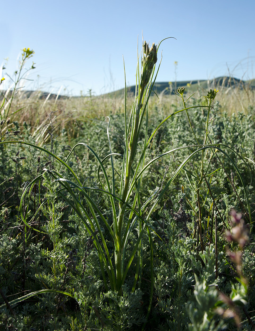 Image of Scorzonera stricta specimen.