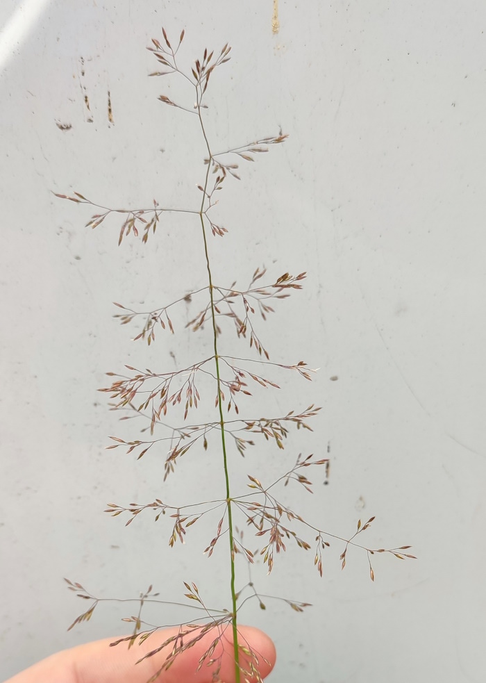 Image of Agrostis gigantea specimen.