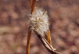 Solidago pacifica