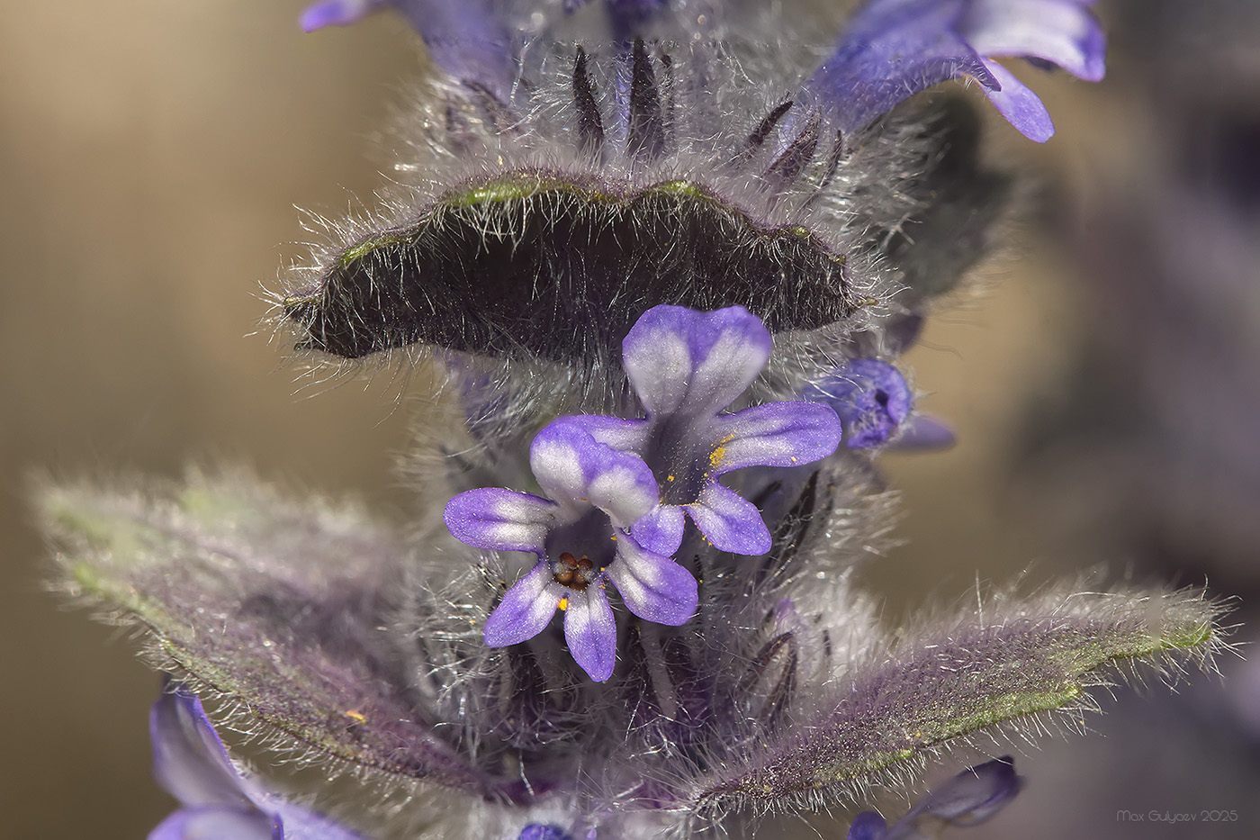 Изображение особи Ajuga orientalis.