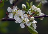 Prunus spinosa. Побег с цветками и бутонами с каплями дождя. Московская обл., Раменский р-н, окр. дер. Хрипань, садовый участок. 01.05.2025.