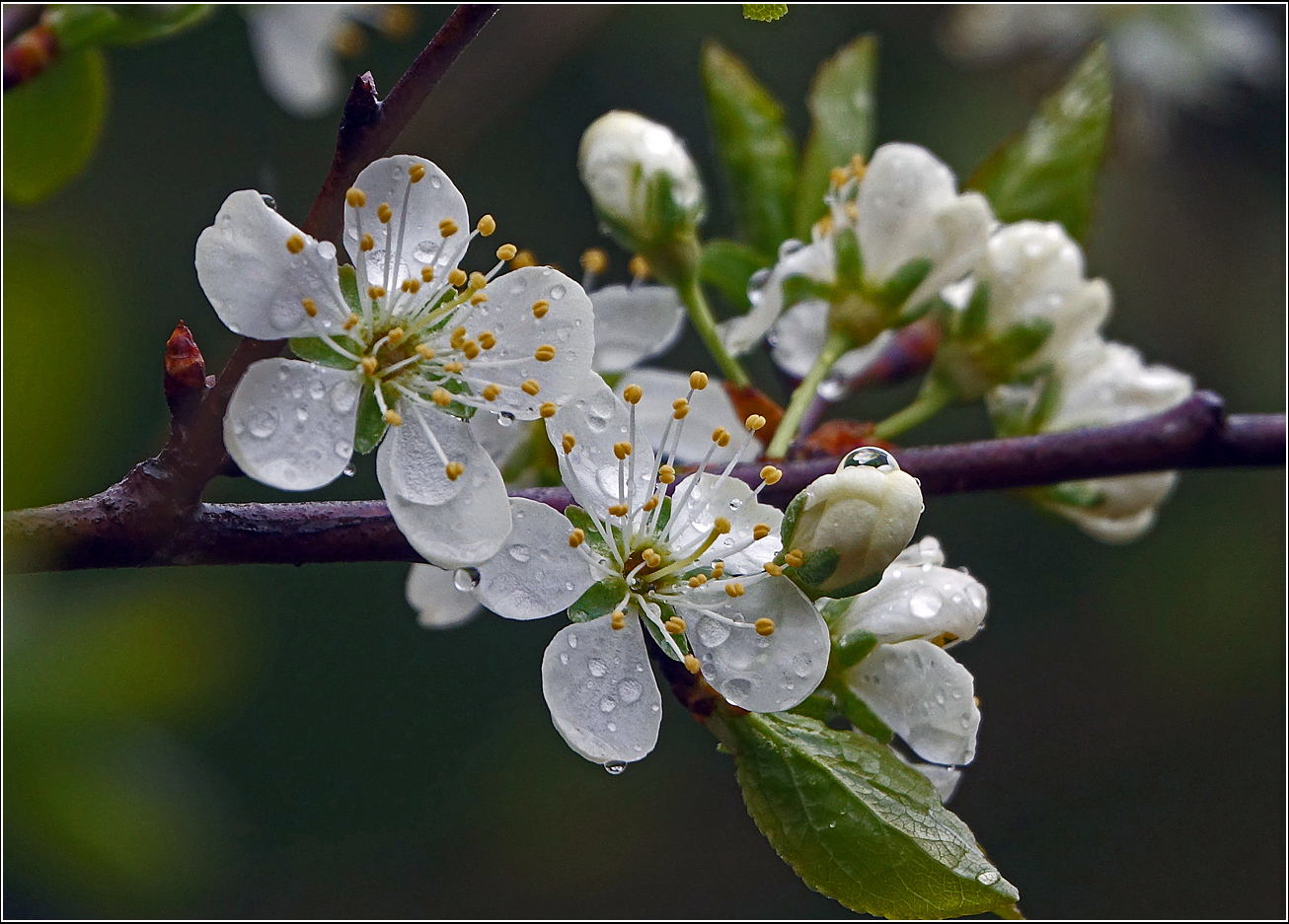 Image of Prunus spinosa specimen.