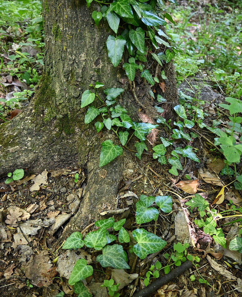 Image of Hedera pastuchovii specimen.