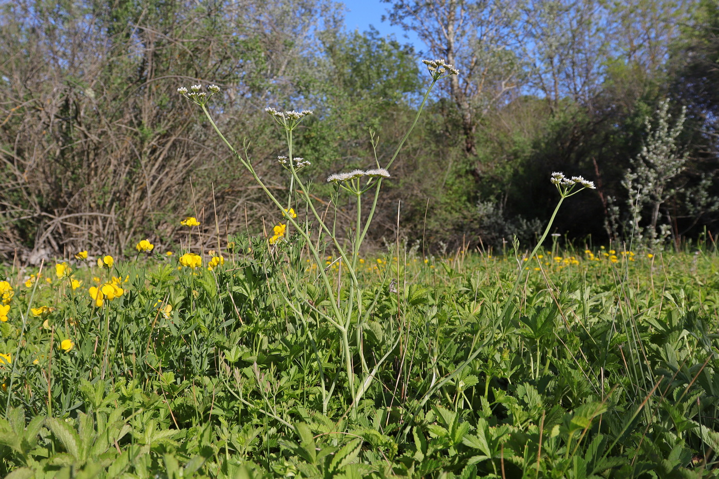 Image of Oenanthe silaifolia specimen.
