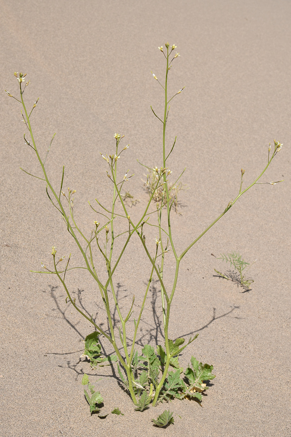 Image of Brassica sisymbrioides specimen.