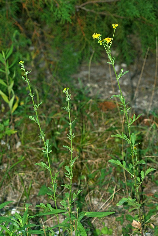 Image of Senecio erraticus specimen.