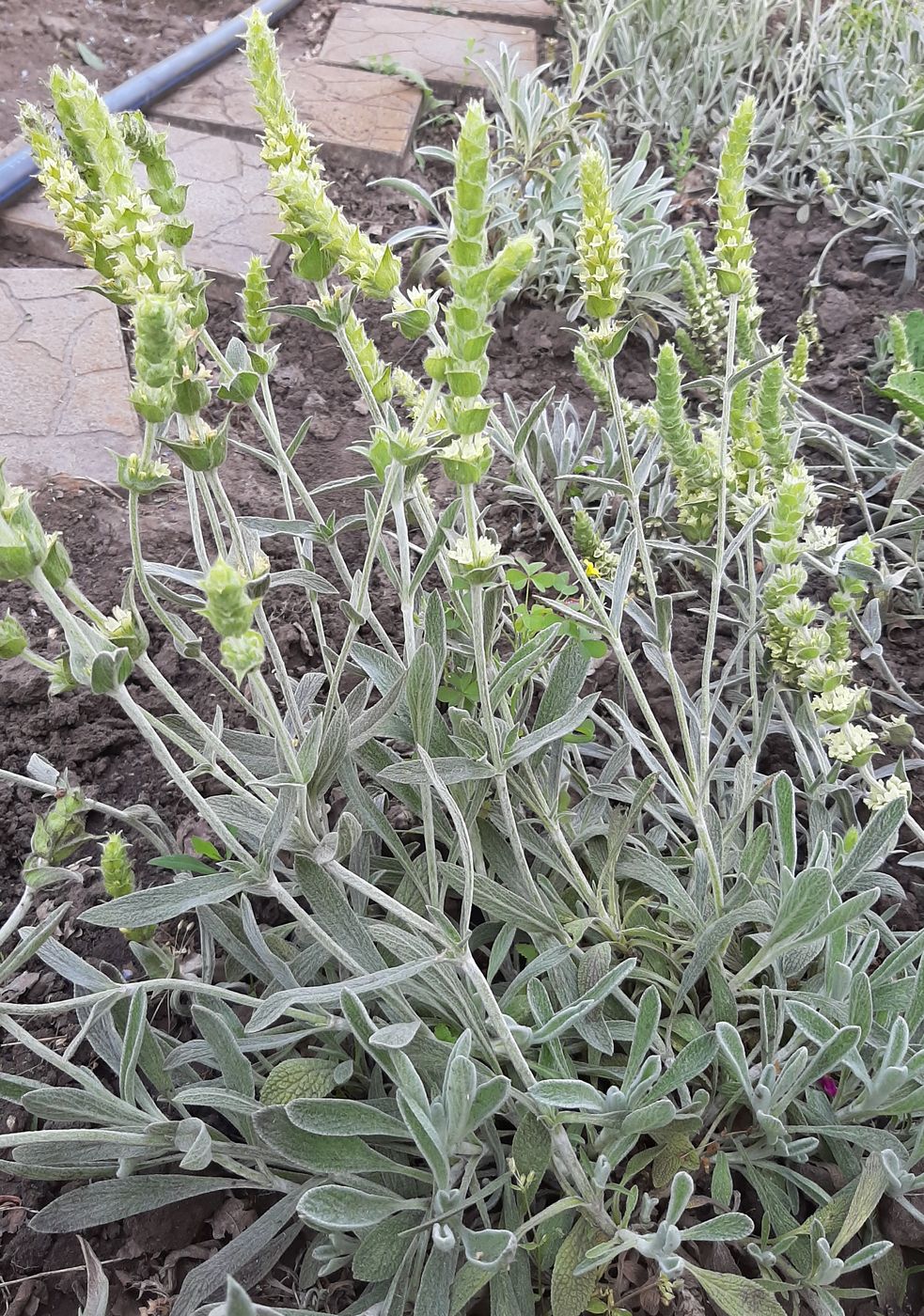Image of Sideritis scardica specimen.