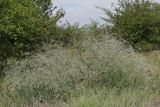 Gypsophila paniculata