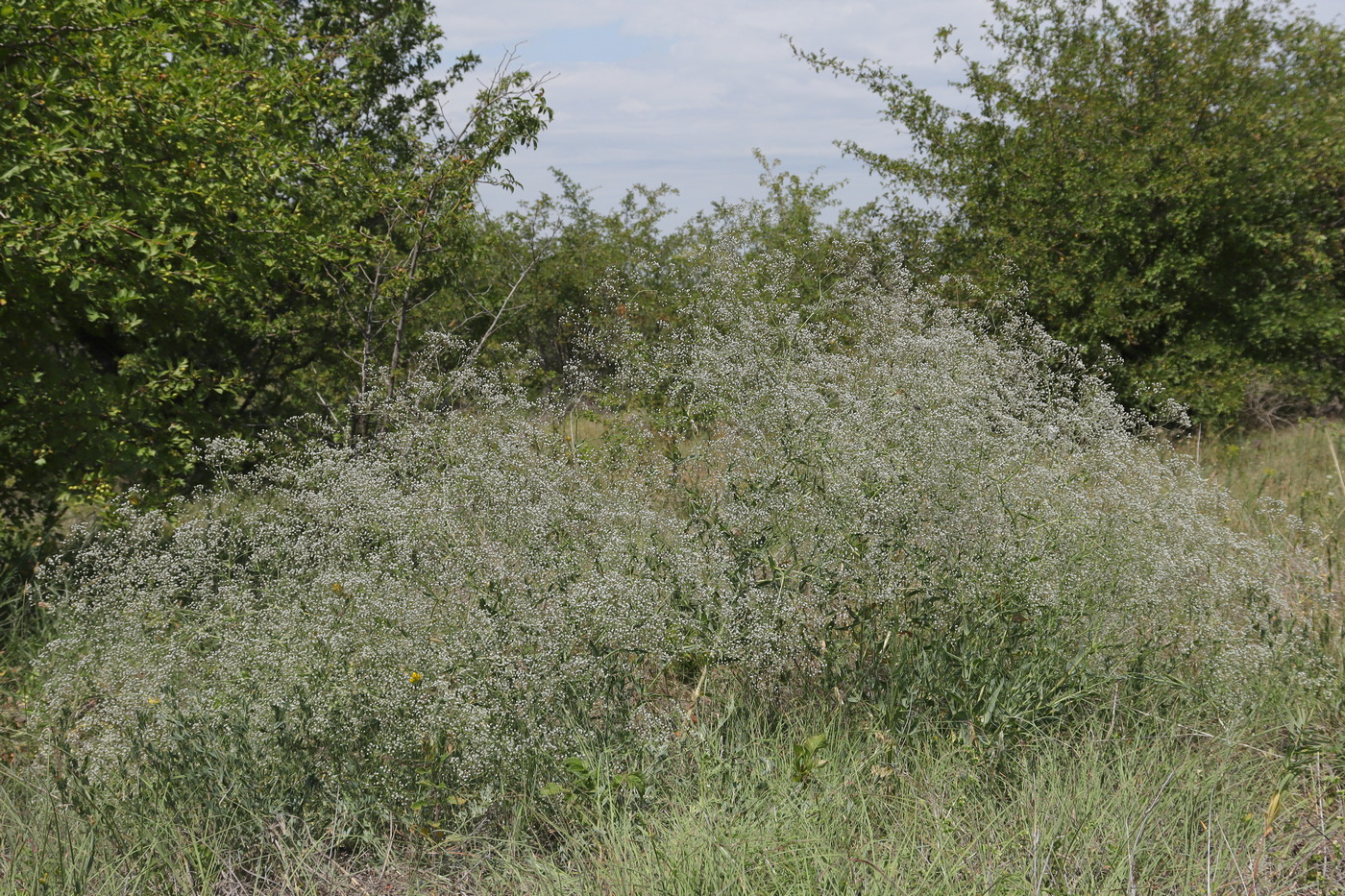 Image of Gypsophila paniculata specimen.