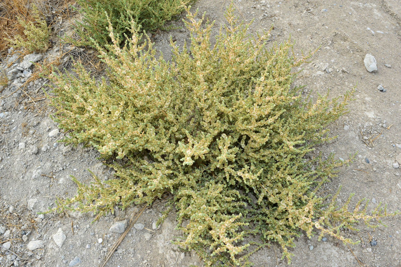 Изображение особи семейство Chenopodiaceae.
