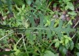 Cirsium palustre. Лист. Тульская обл., Заокский р-н, Бутиково, просека между березняком и еловыми посадками. 28.06.2025.