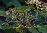 Hydrangea petiolaris
