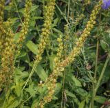 Veronica teucrium. Верхушка плодоносящего растения. Татарстан, Агрызский р-н, с. Красный Бор, пойменный луг. 08.08.2025.