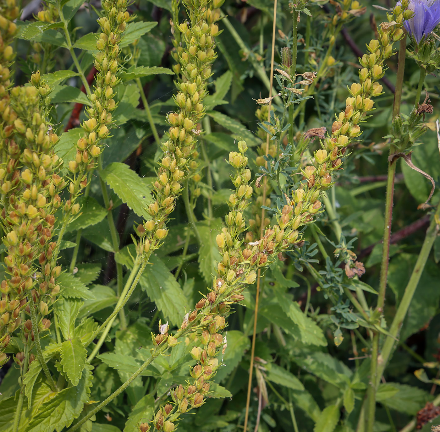 Image of Veronica teucrium specimen.