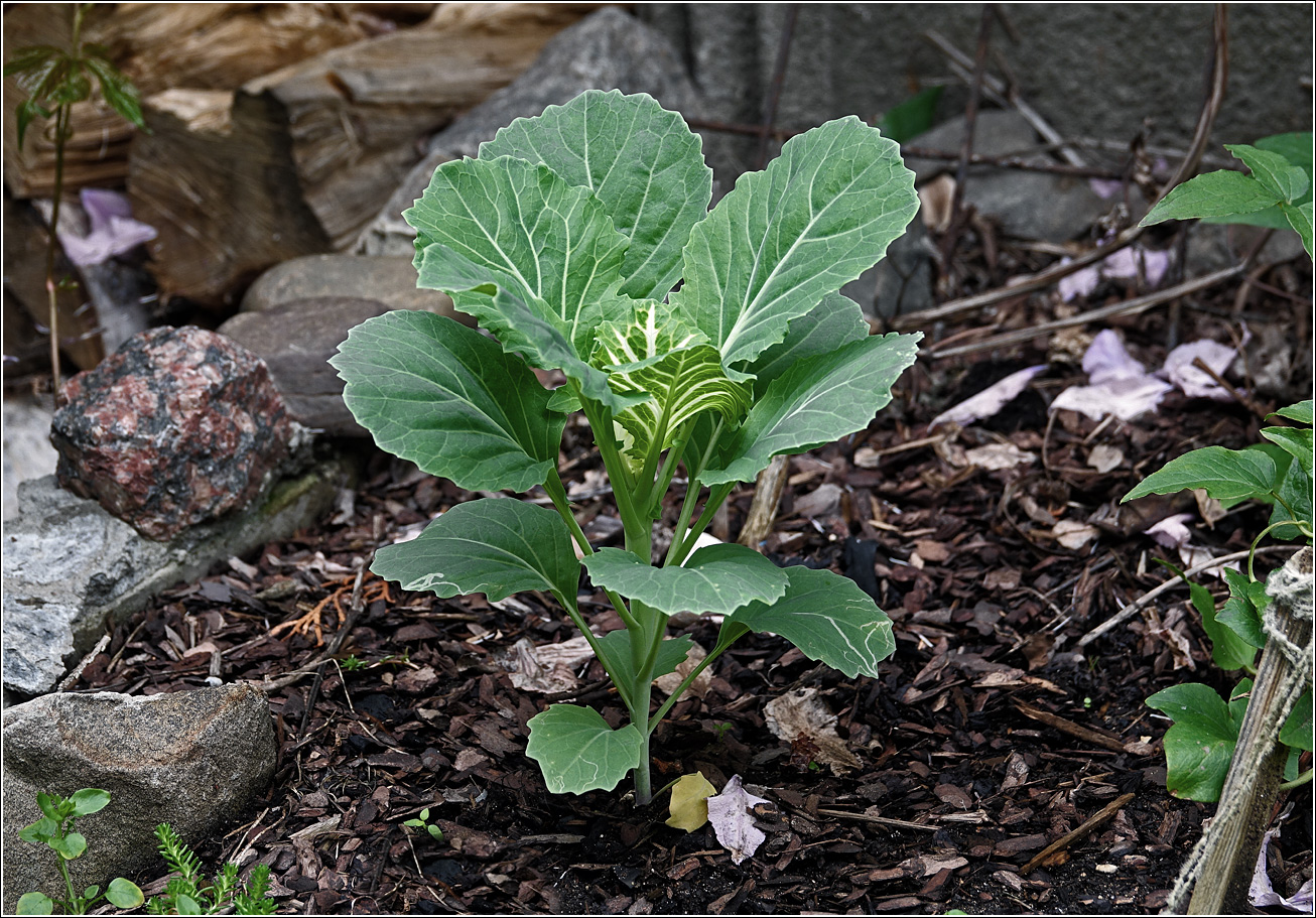 Изображение особи Brassica oleracea var. viridis.