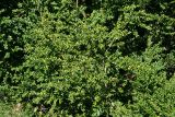 Buxus colchica. Ветви. Республика Абхазия, окр. г. Новый Афон. 28.08.2009.