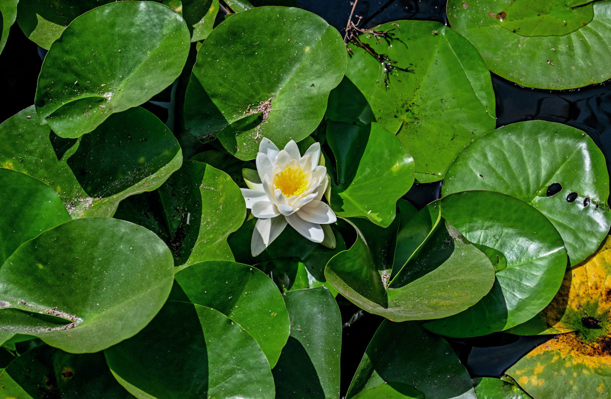 Изображение особи Nymphaea &times; marliacea.