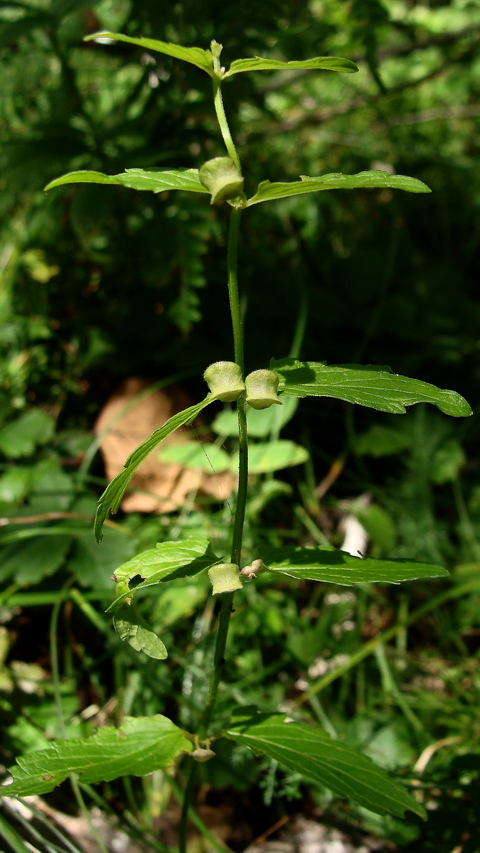 Image of Scutellaria ochotensis specimen.