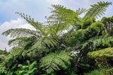 Cyathea cooperi. Верхушки вегетирующих растений. Португалия, Азорские о-ва, о-в Сан-Мигел, кальдера вулкана Фурнаш, окраина зарослей кустарников. 13.08.2025.