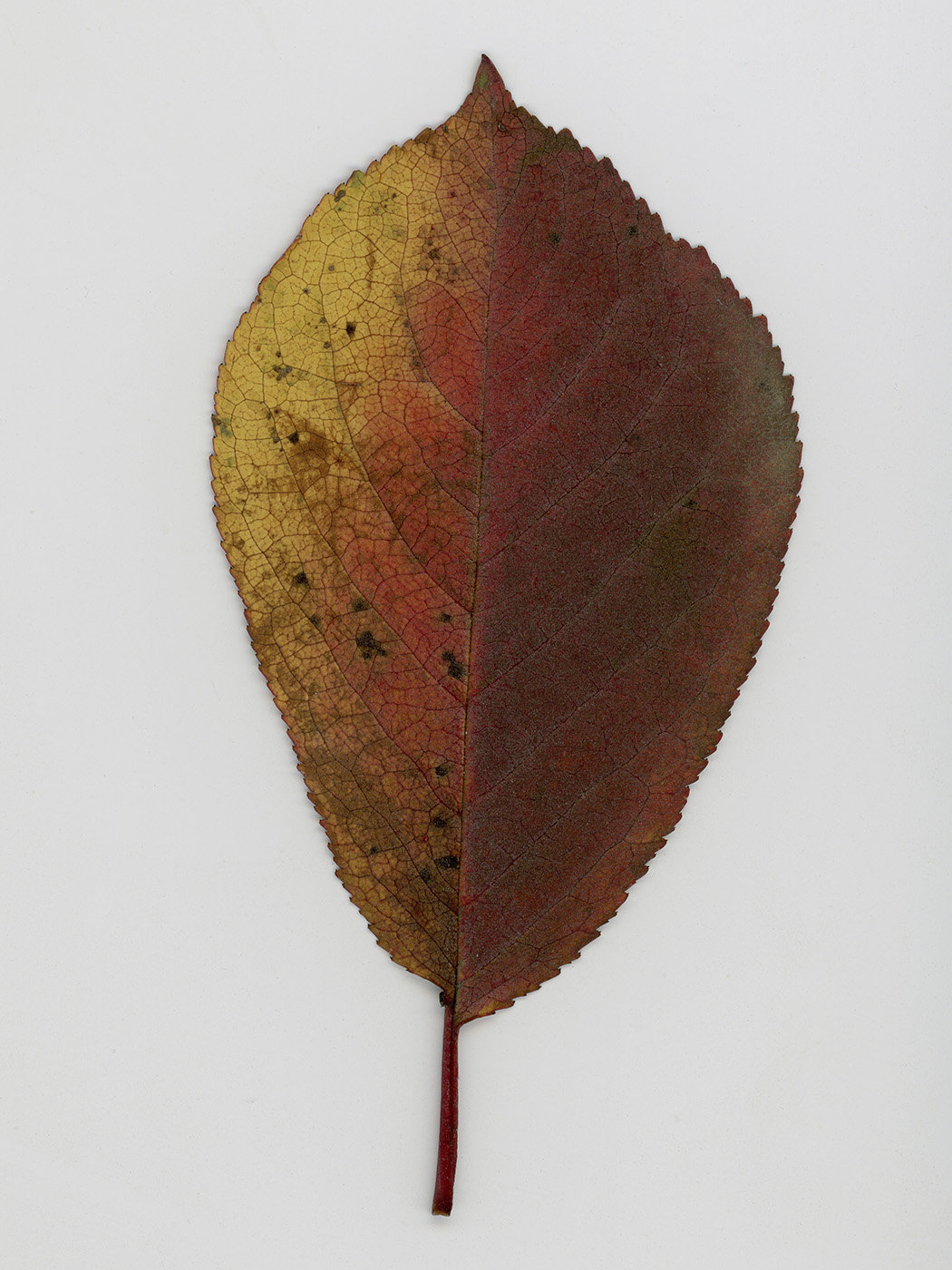 Изображение особи Cerasus avium.