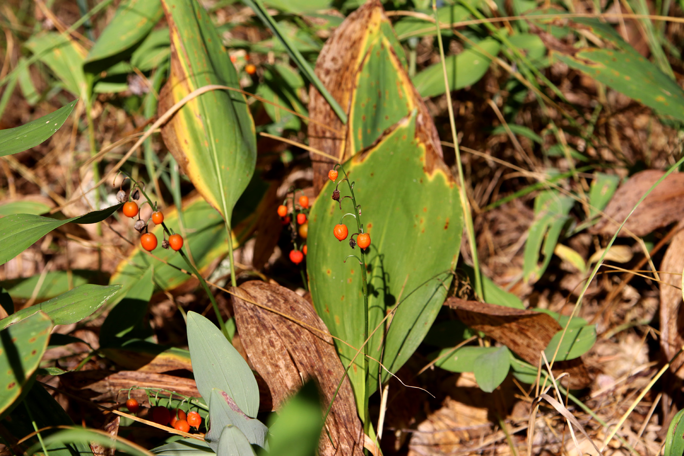 Изображение особи Convallaria majalis.
