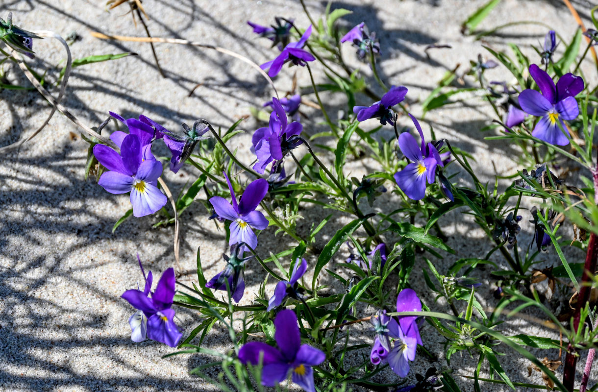 Image of Viola maritima specimen.