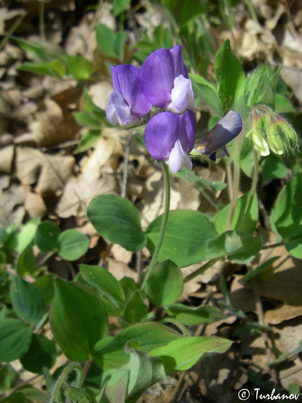 Image of Lathyrus laxiflorus specimen.