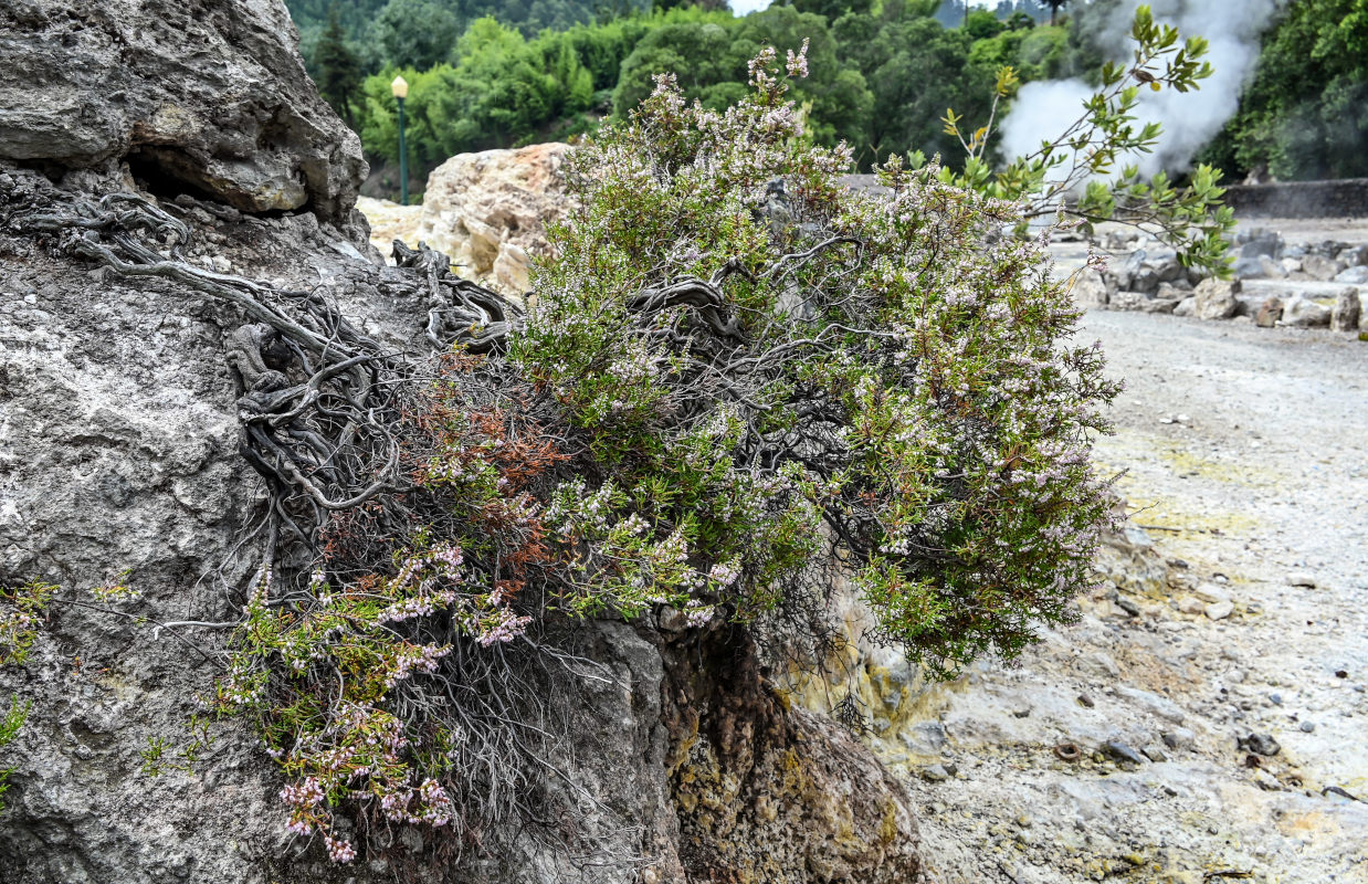 Изображение особи Calluna vulgaris.