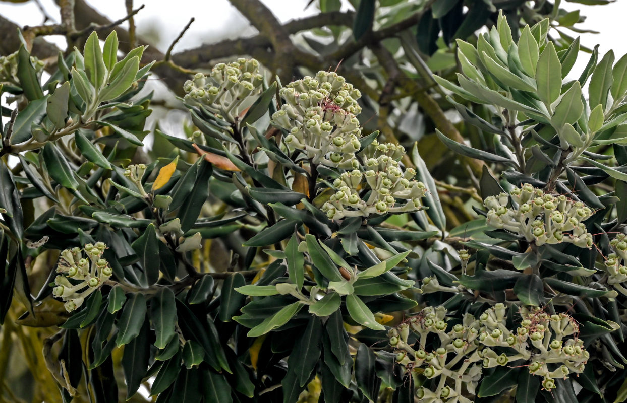 Image of Metrosideros excelsa specimen.