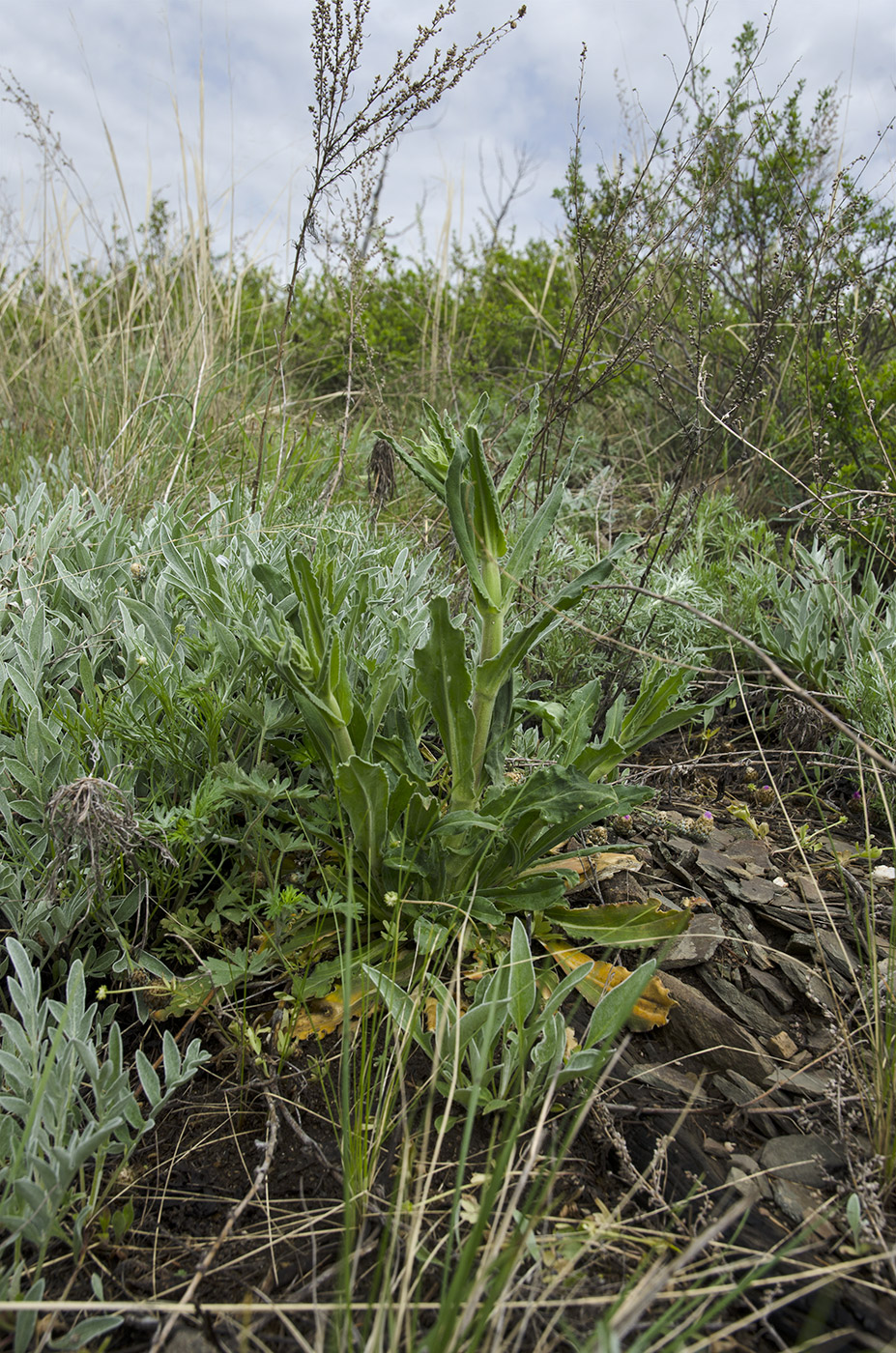 Image of Silene viscosa specimen.