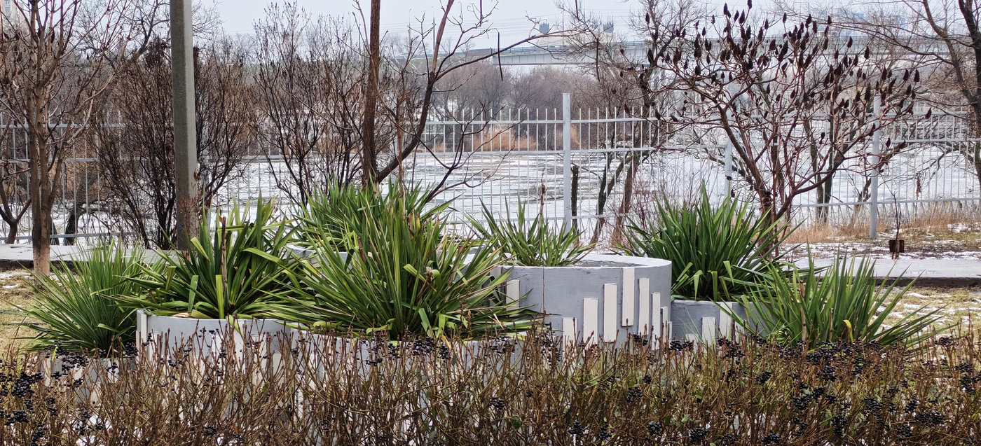 Изображение особи Yucca filamentosa.