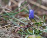 Anemone banketovii