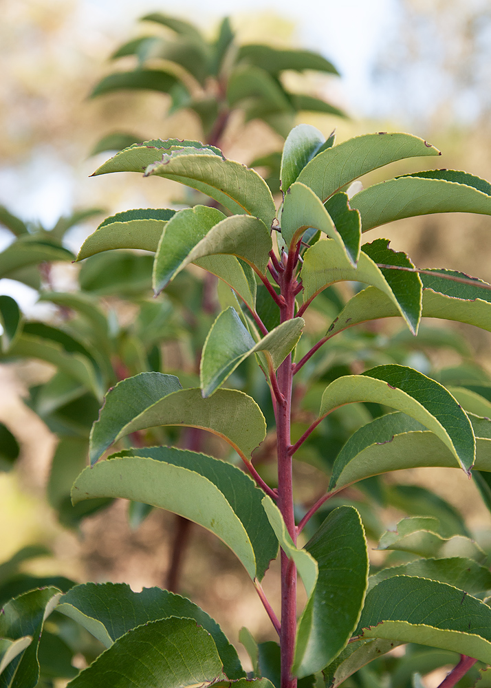 Изображение особи Arbutus andrachne.