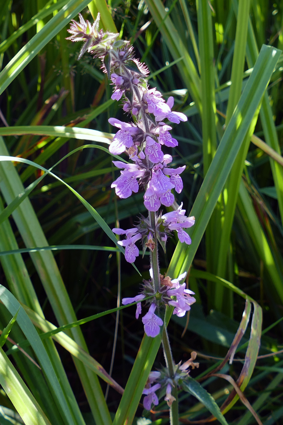 Изображение особи Stachys palustris.