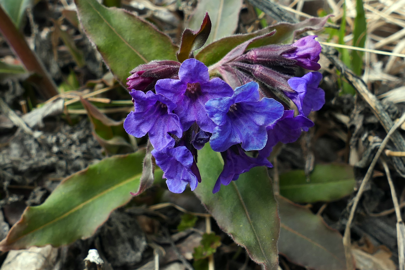 Image of Pulmonaria mollis specimen.