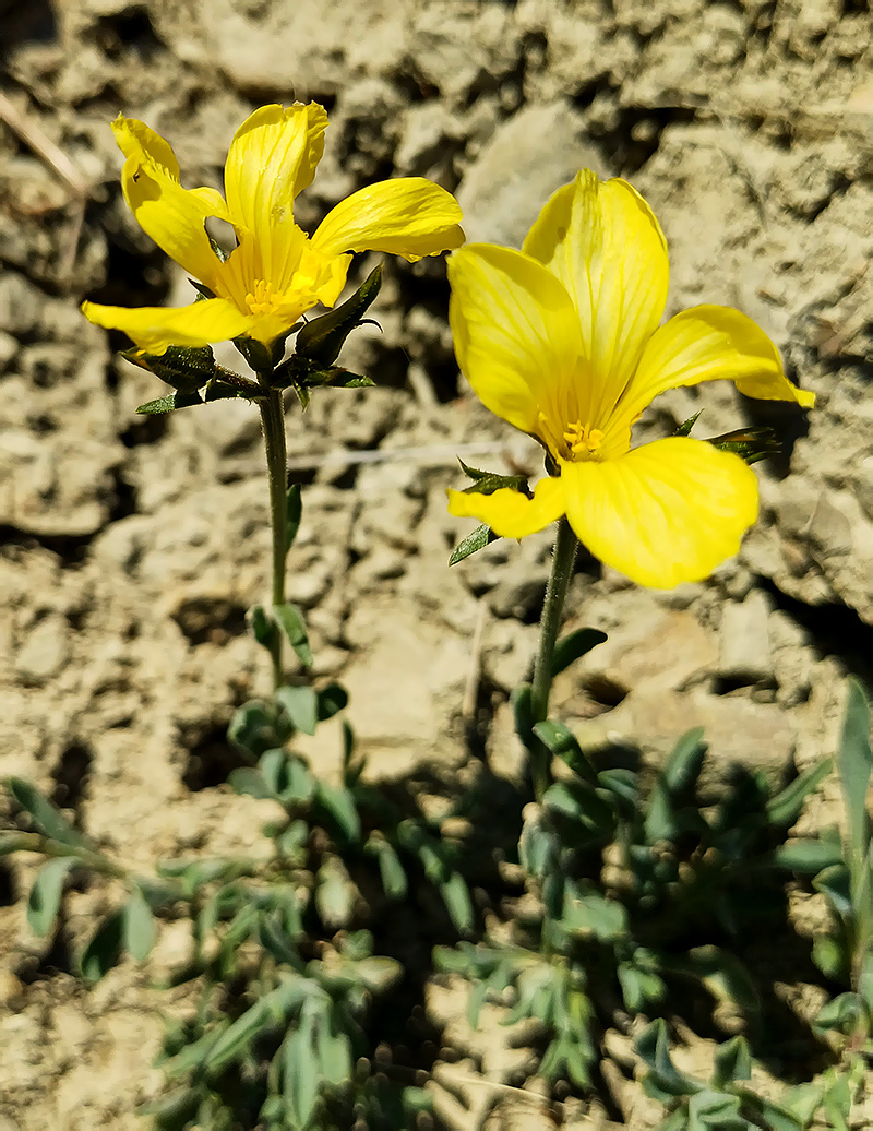 Изображение особи Linum pallasianum.