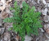 Cardamine impatiens