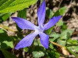 Vinca herbacea. Цветок. Крым, Кировский р-н, окр. с. Грушёвка и г. Старый Крым, лесистый склон возле грунтовой дороги. 03.05.2025.