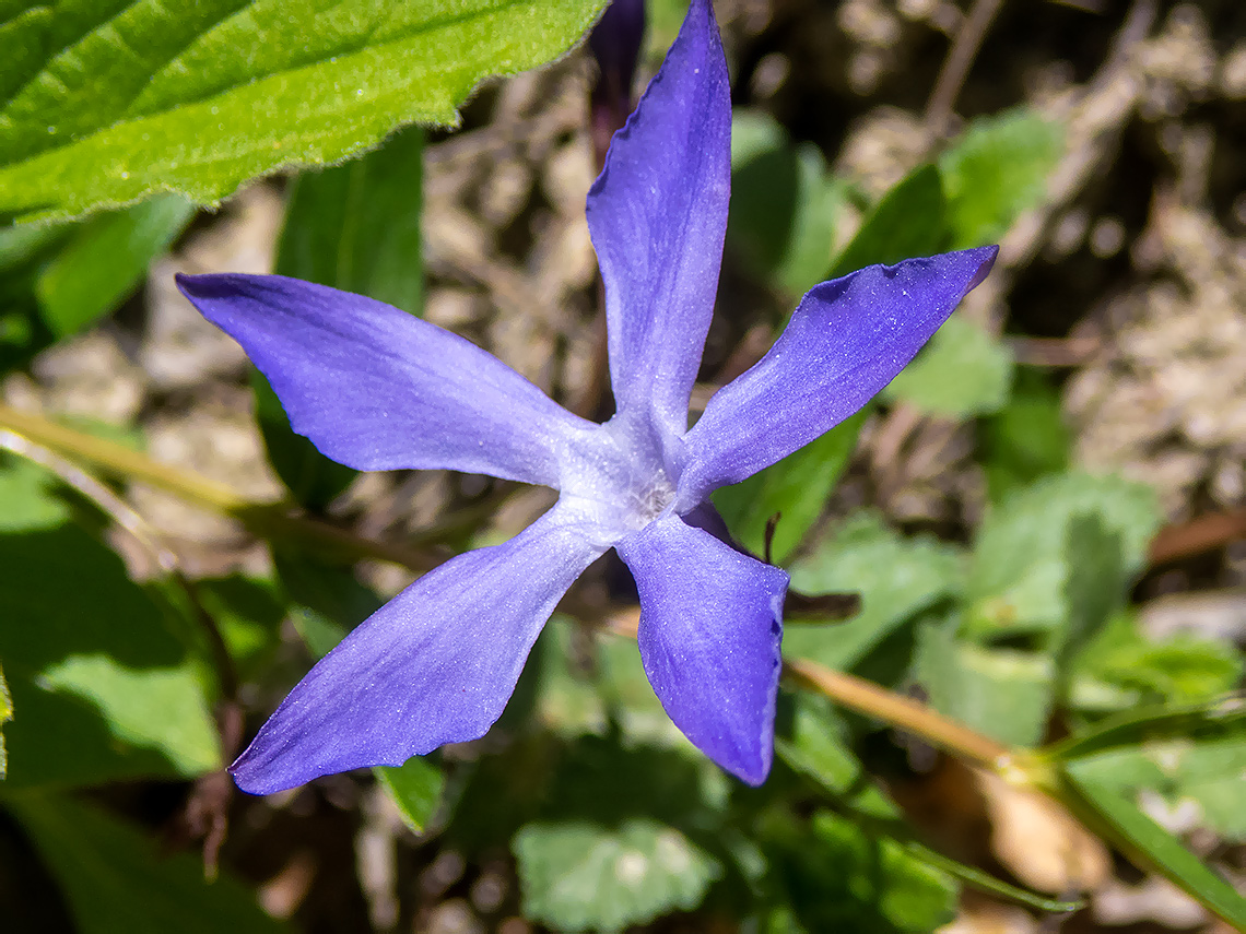 Изображение особи Vinca herbacea.