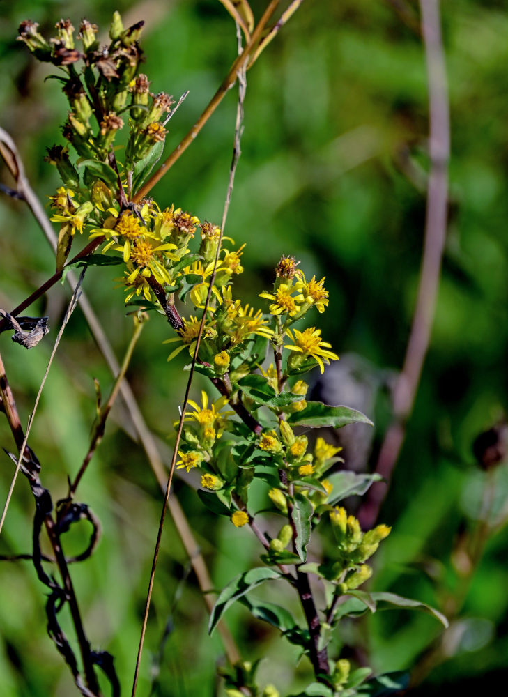 Изображение особи Solidago virgaurea.