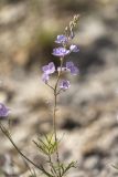 Image of taxon representative. Author is Илья Михеев