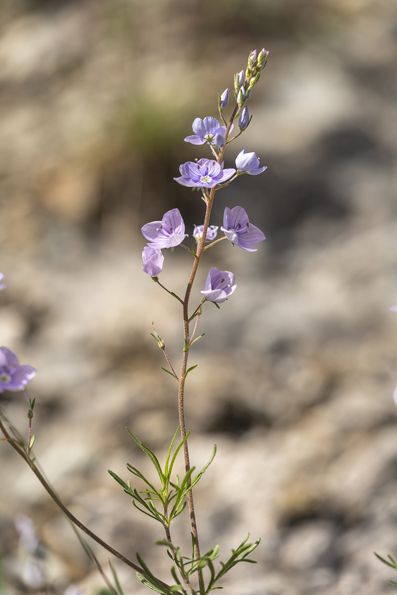 Image of Veronica multifida specimen.