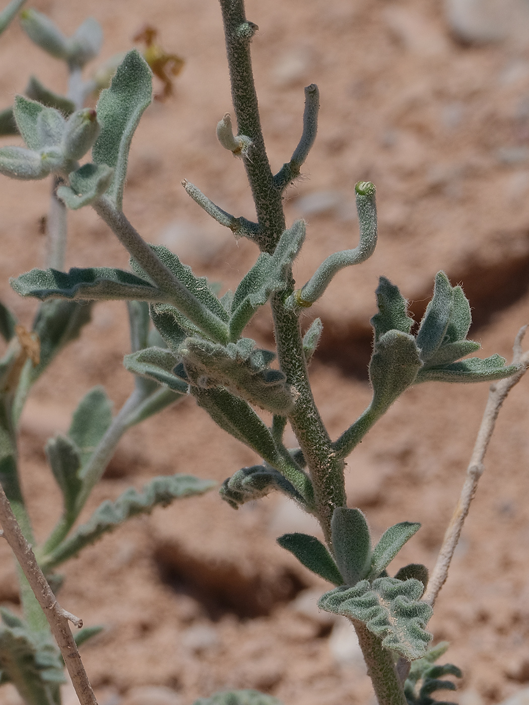 Image of genus Matthiola specimen.