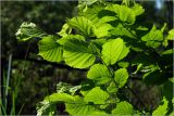 Corylus avellana. Часть ветви с молодыми листьями. Московская обл., Раменский р-н, окр. ж.-д. платформы Хрипань, просека в смешанном лесу. 04.06.2026.