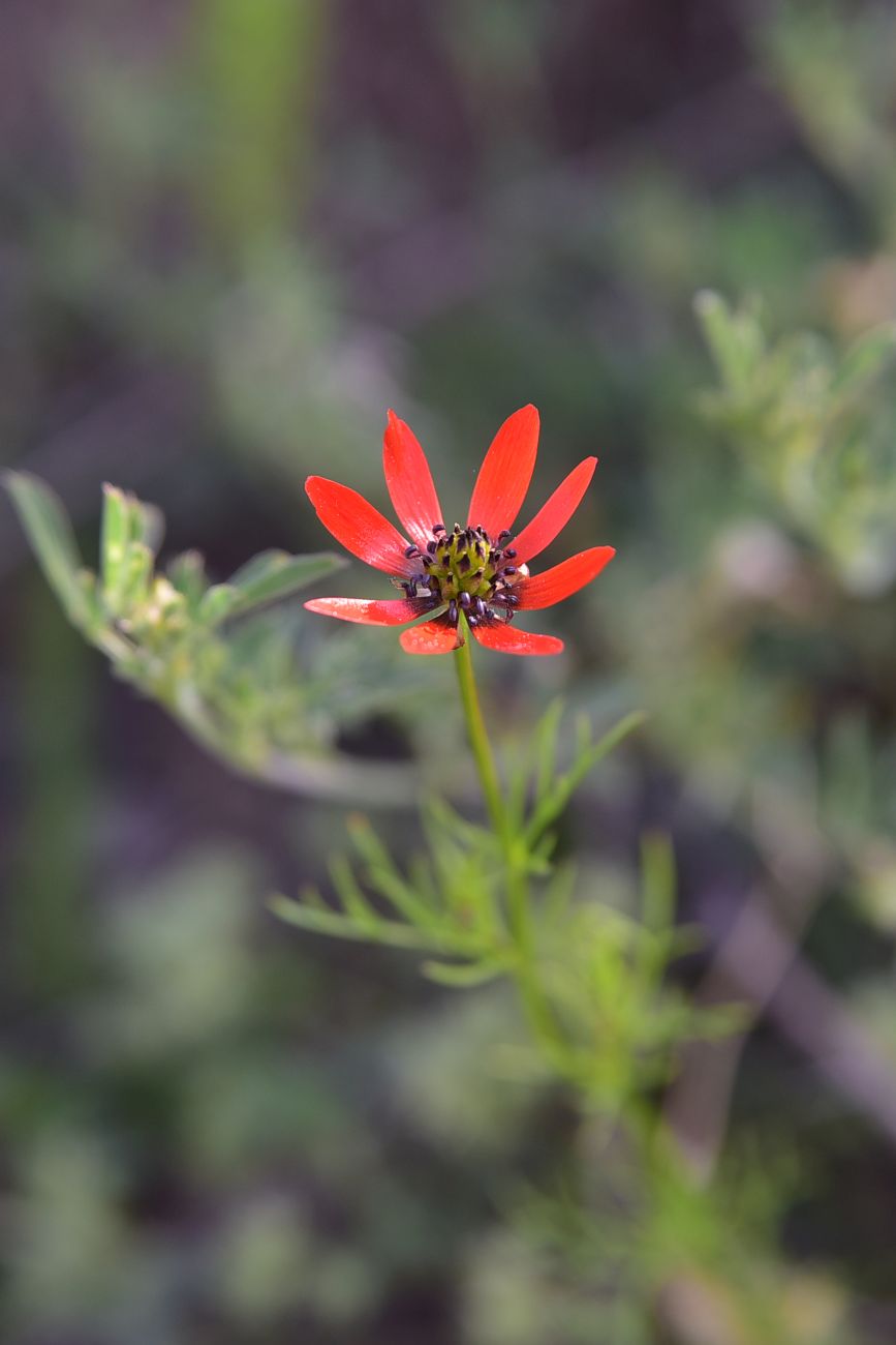 Image of Adonis flammea specimen.
