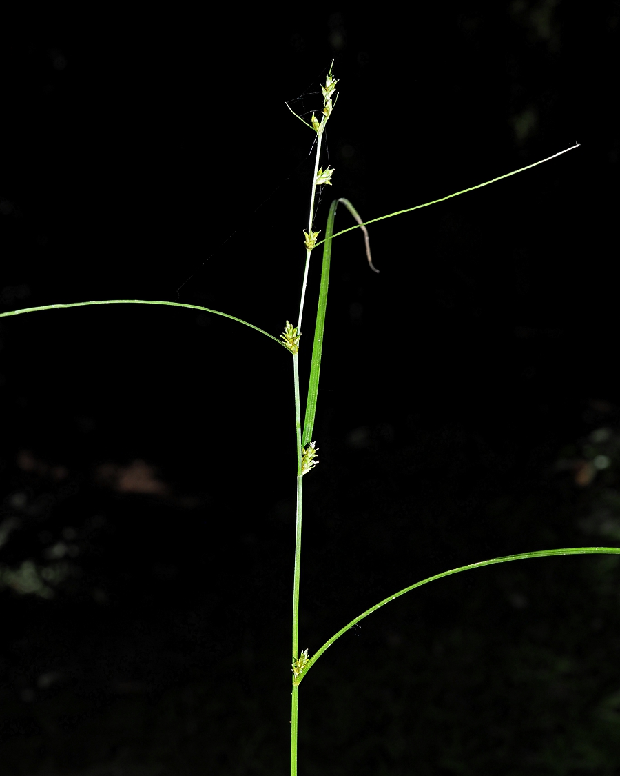 Изображение особи Carex remota.