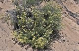 Helichrysum italicum