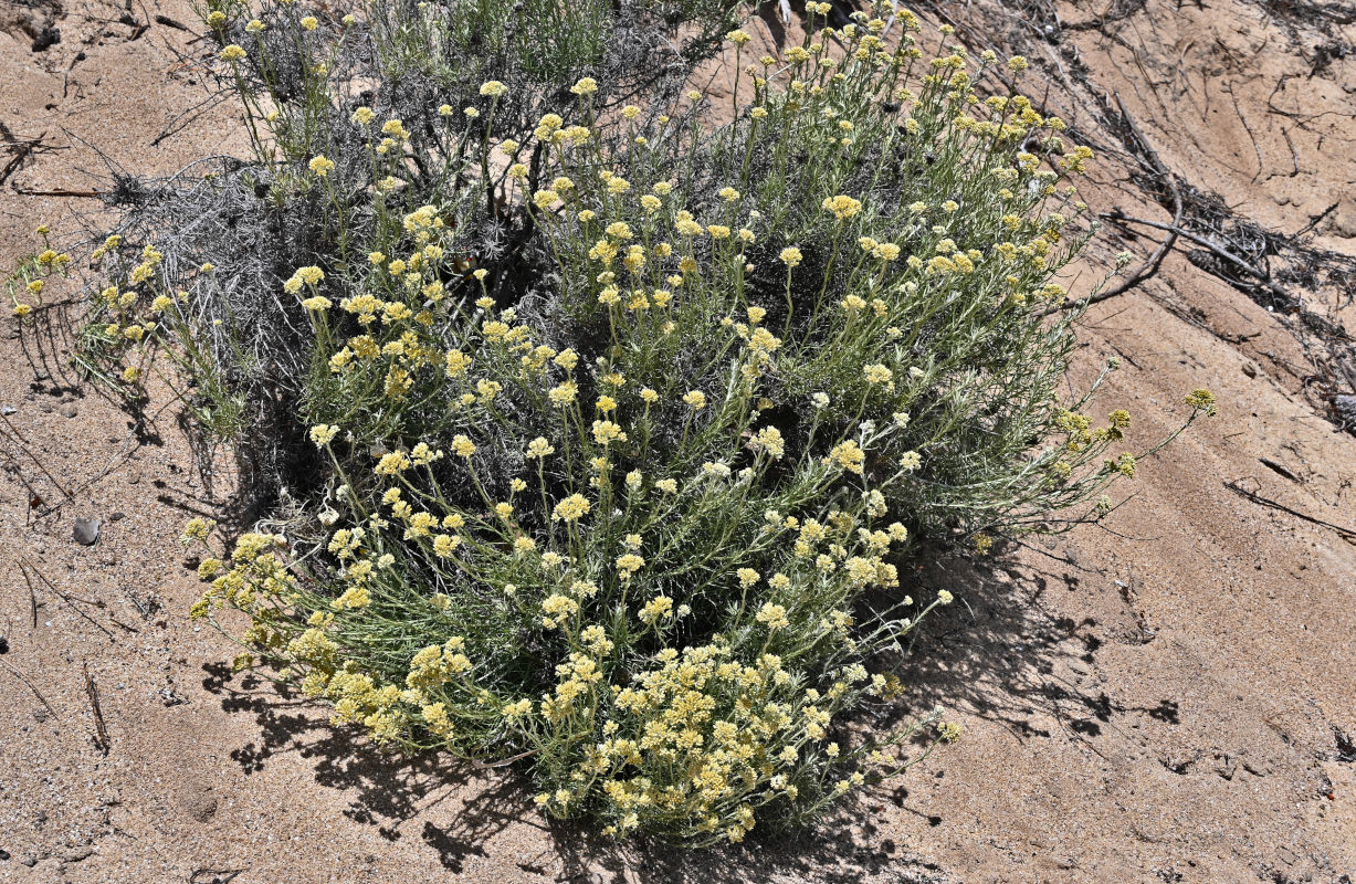 Image of Helichrysum italicum specimen.