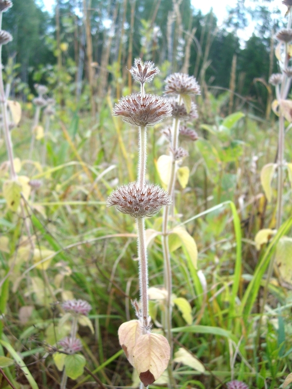 Image of Clinopodium vulgare specimen.